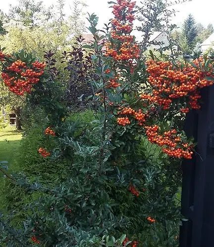 Agroturystyka Dyrdowka Byszyce