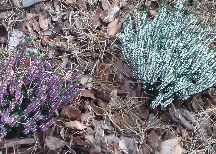 Agroturystyka Dyrdowka Byszyce